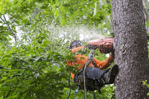 Tree Removal Services Stone Mountain GA