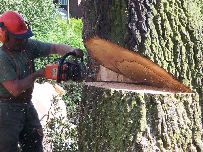 Tree Removal Services Duluth GA