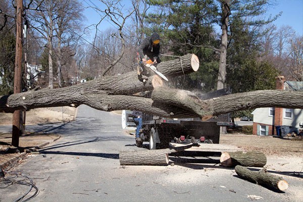 Tree Removal Cost Duluth GA