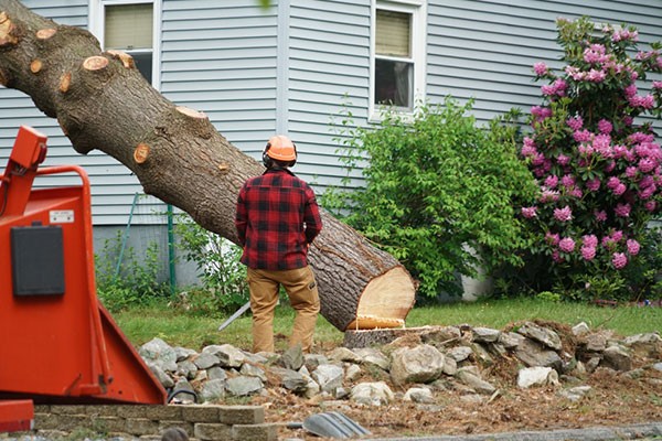 Tree Removal Services Lawrenceville GA