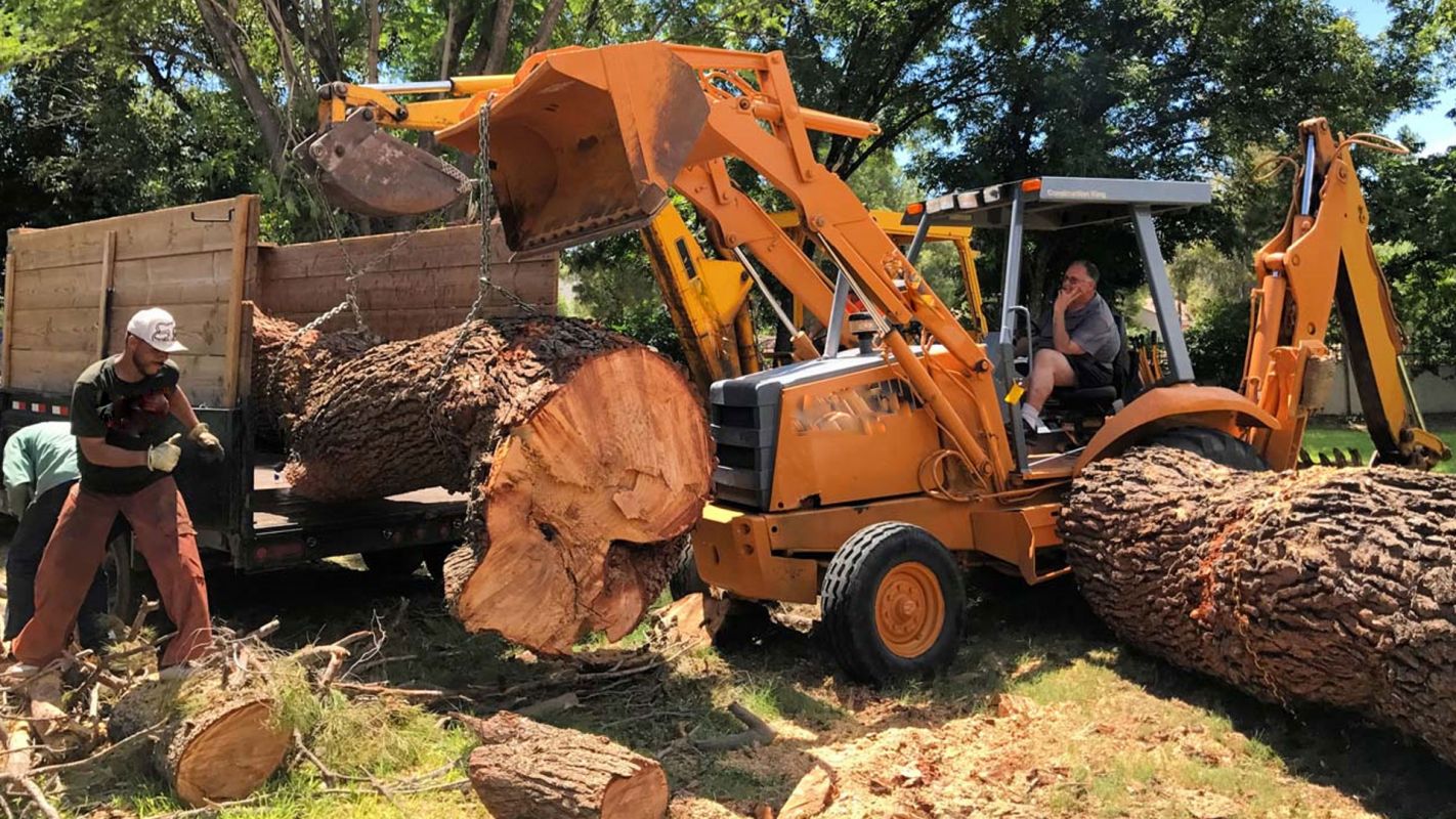 Tree Removal Services Los Altos CA