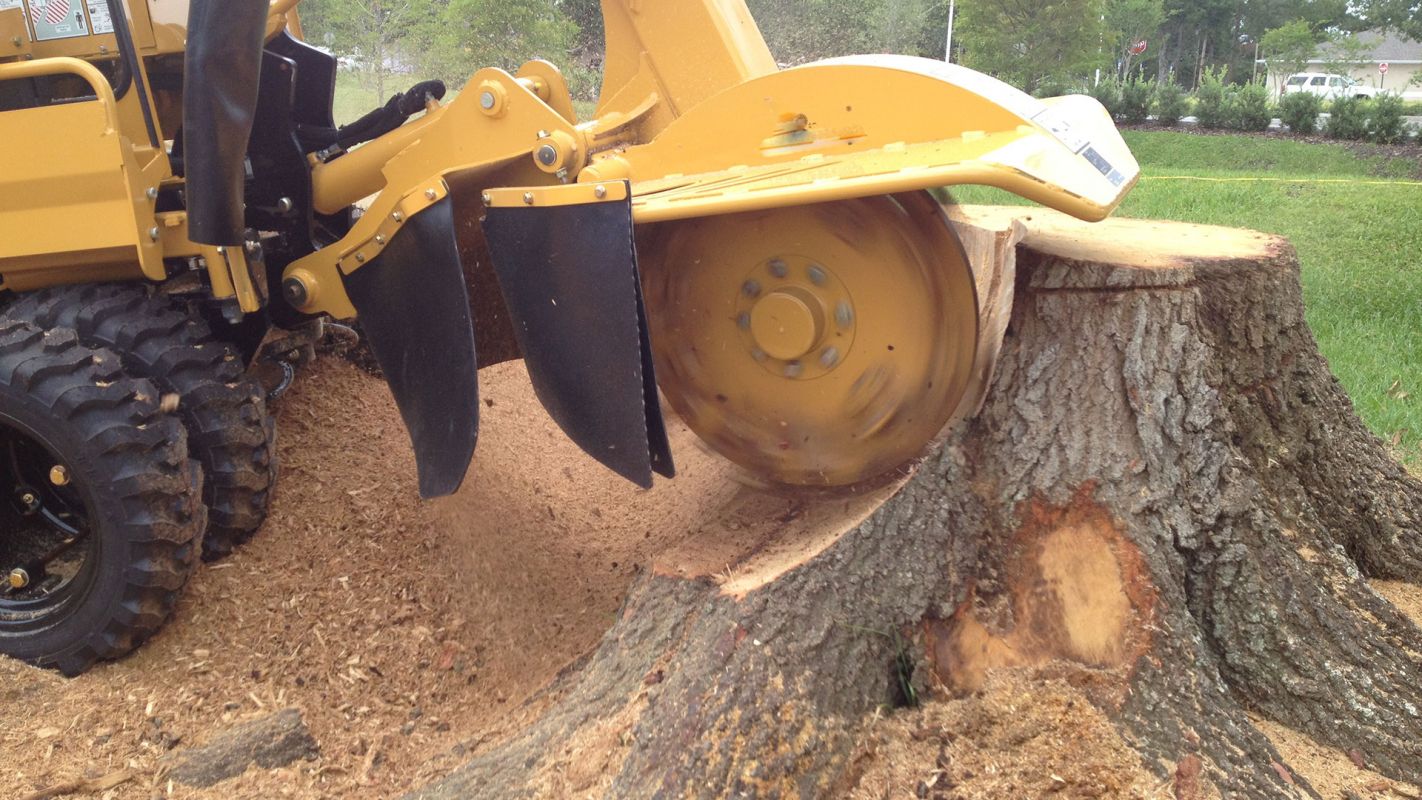 Stump Grinding Services Los Gatos CA