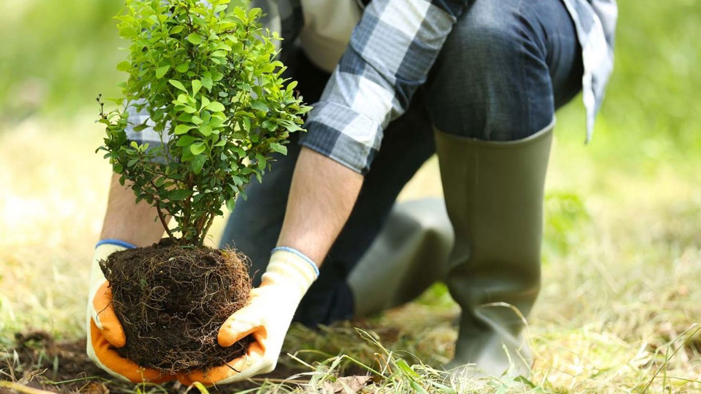 Tree Plantation Services Campbell CA