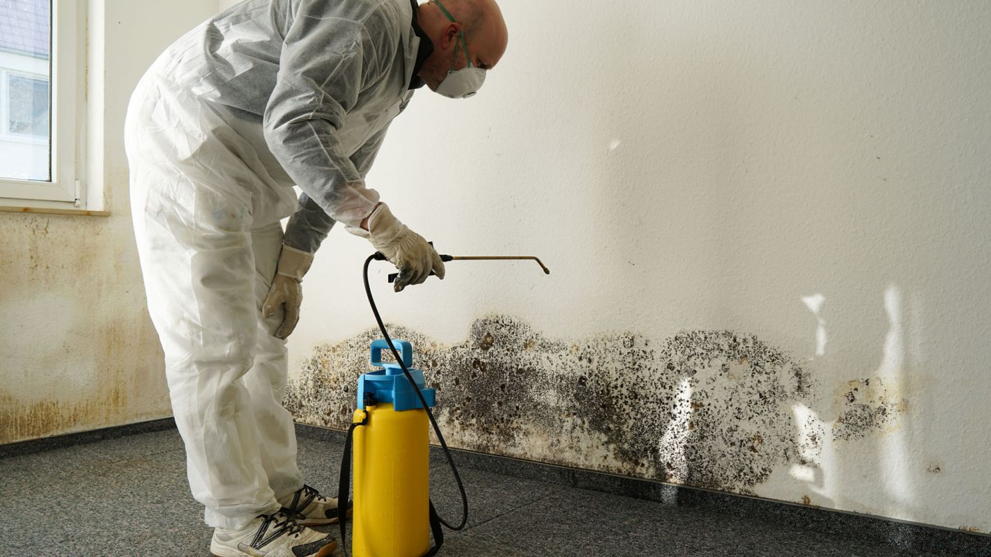 Mold Removal Services Rogers AR