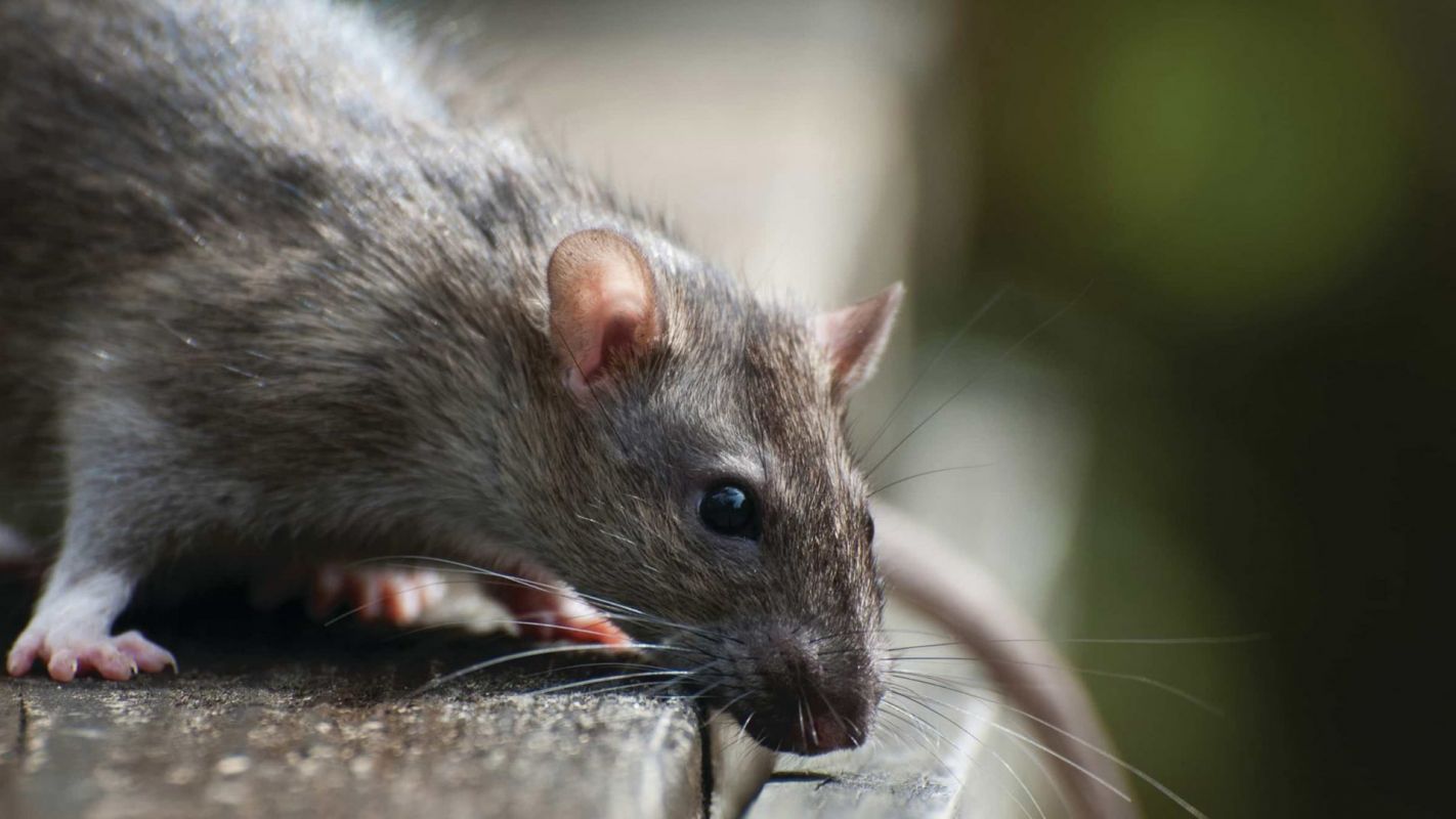 Rodent Proofing Service Manhattan NY