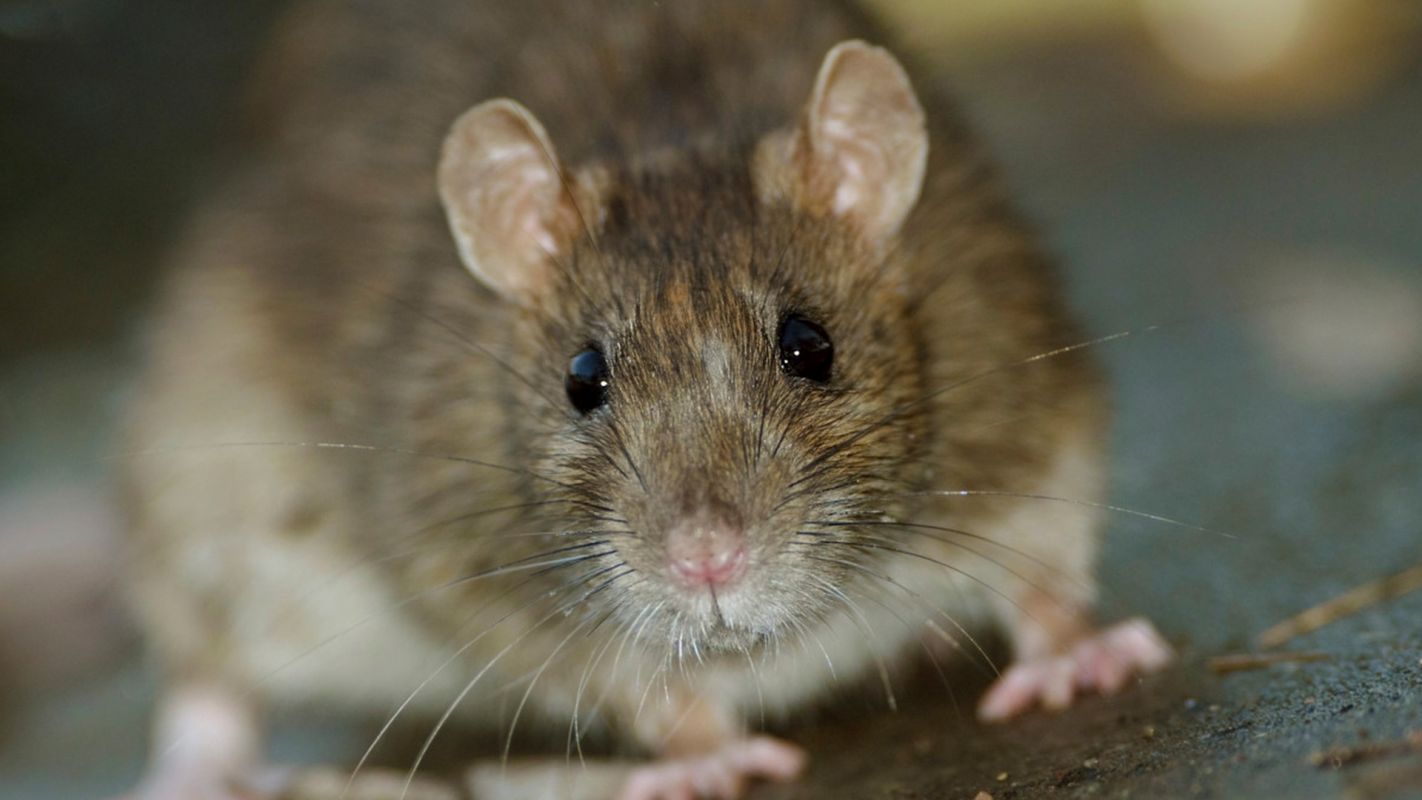 Commercial Rodent Proofing Service Queens NY