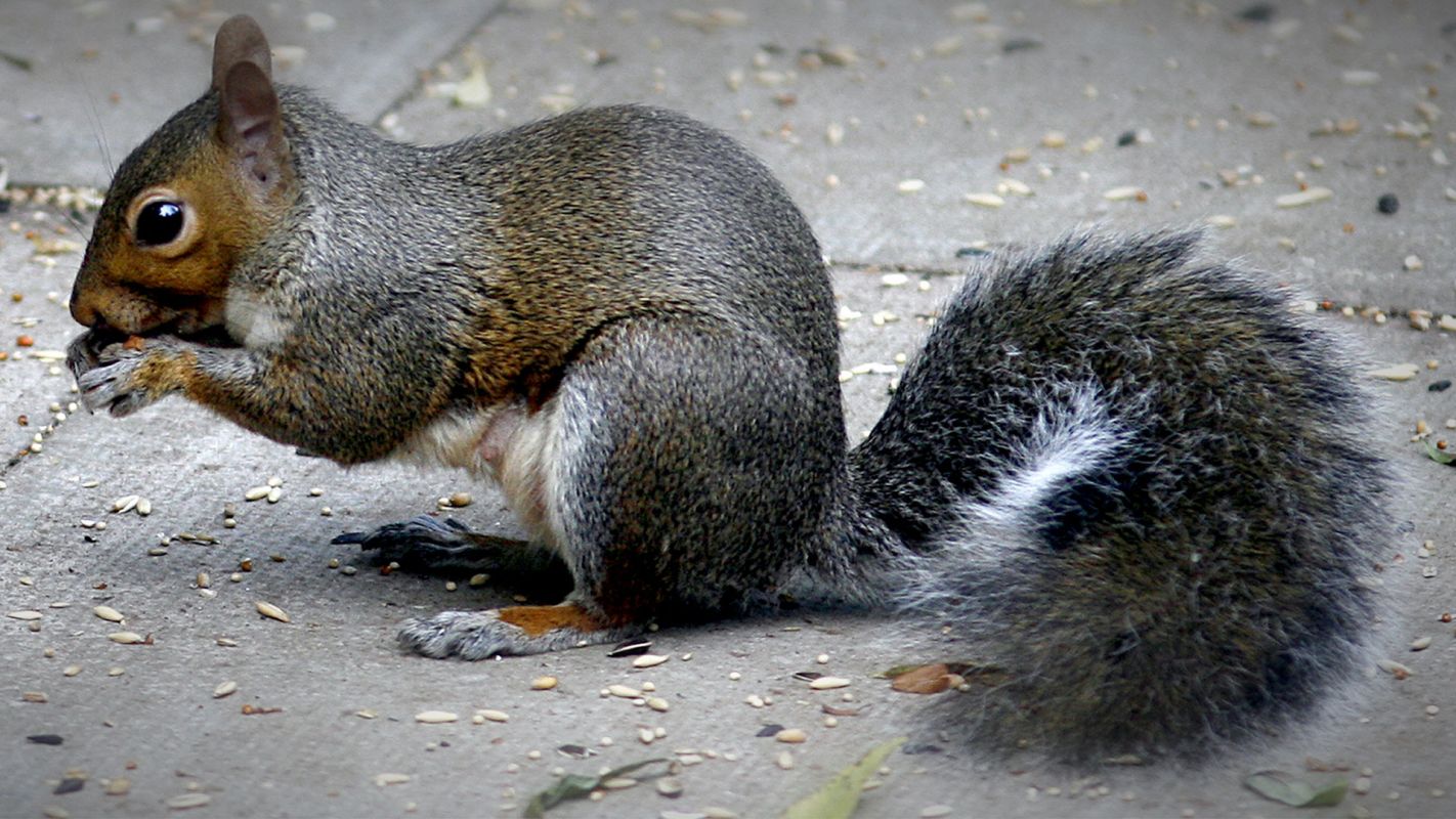 Squirrel Removal Services Passaic County NJ