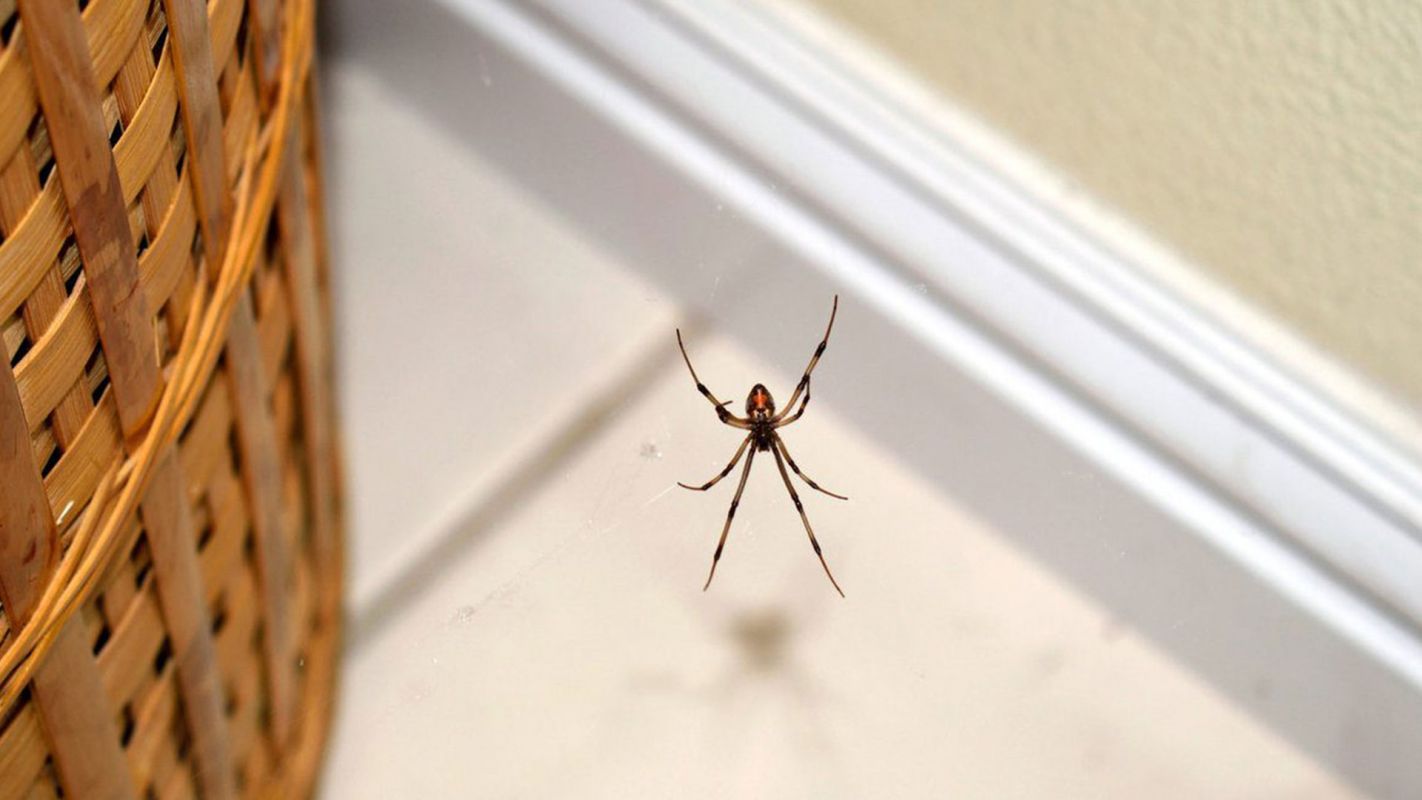 Spider Exterminator Services Essex County NJ