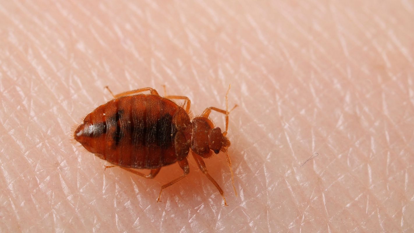 Bed Bug Heat Treatment Services Nassau County NY