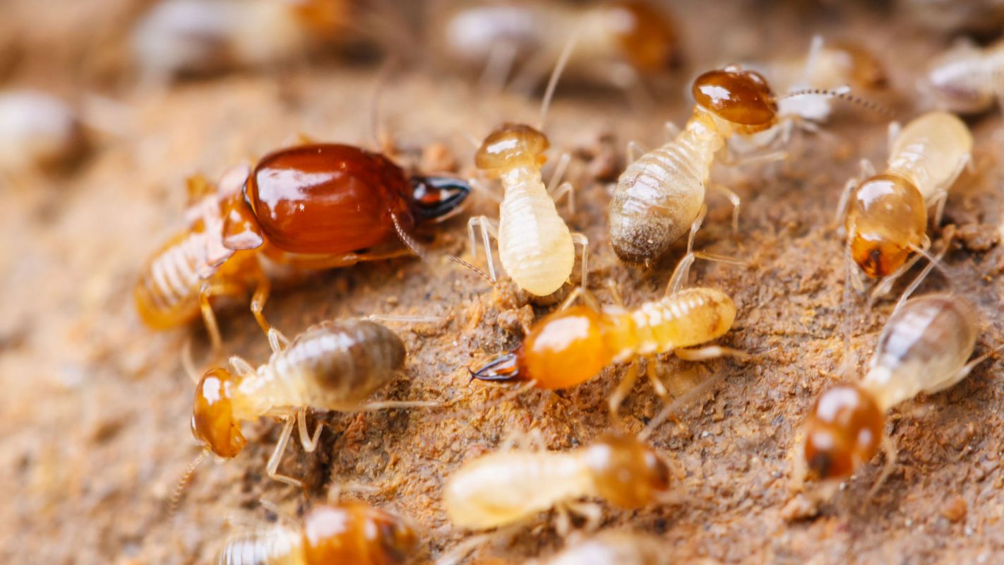 Termite Damage Control Brooklyn NY