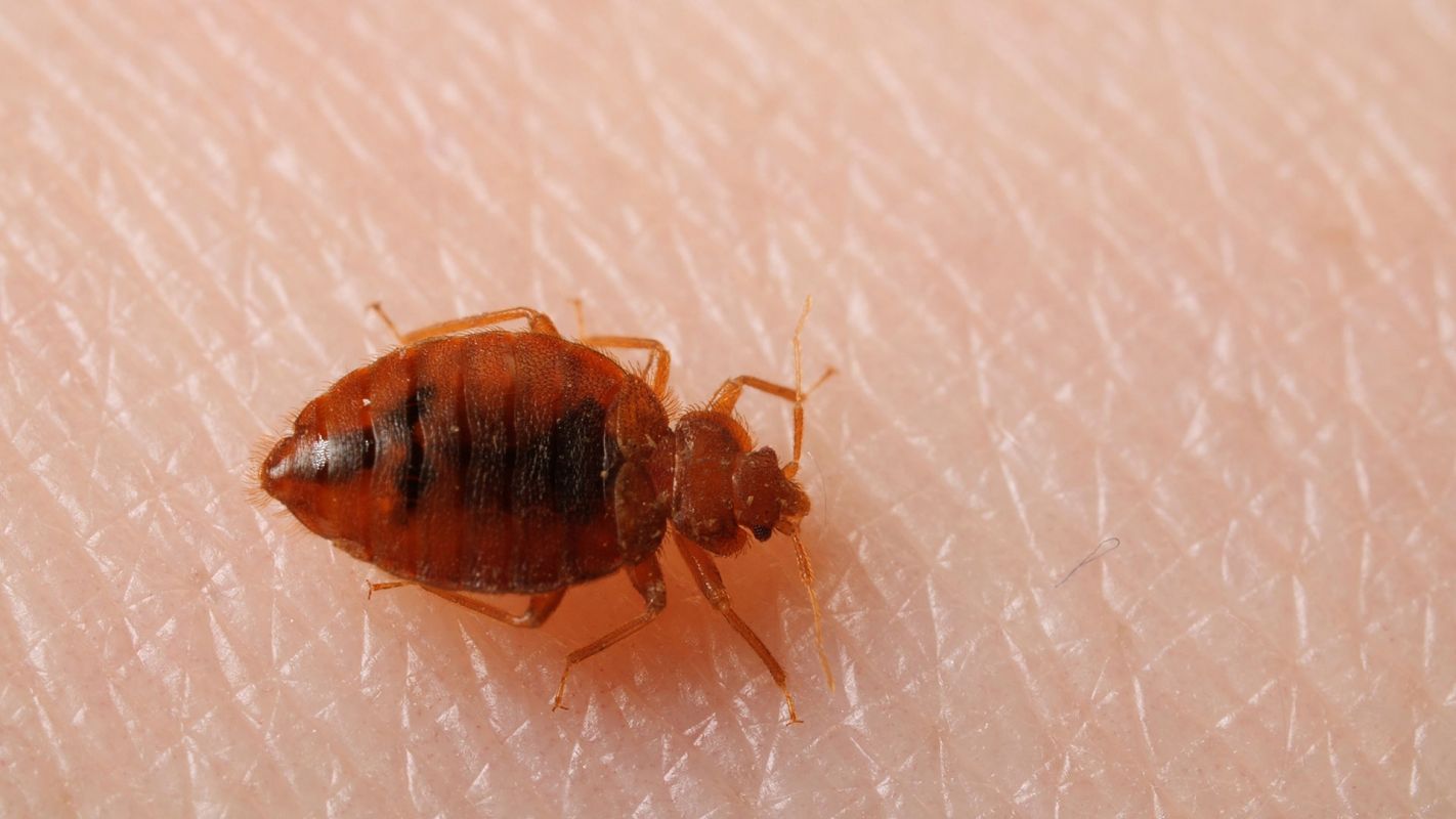 Bed Bug Heat Treatment Services Suffolk County NY