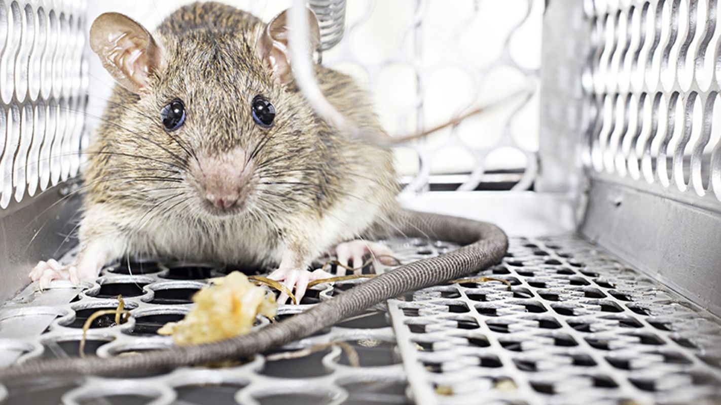 Rodent Control Services Miami FL