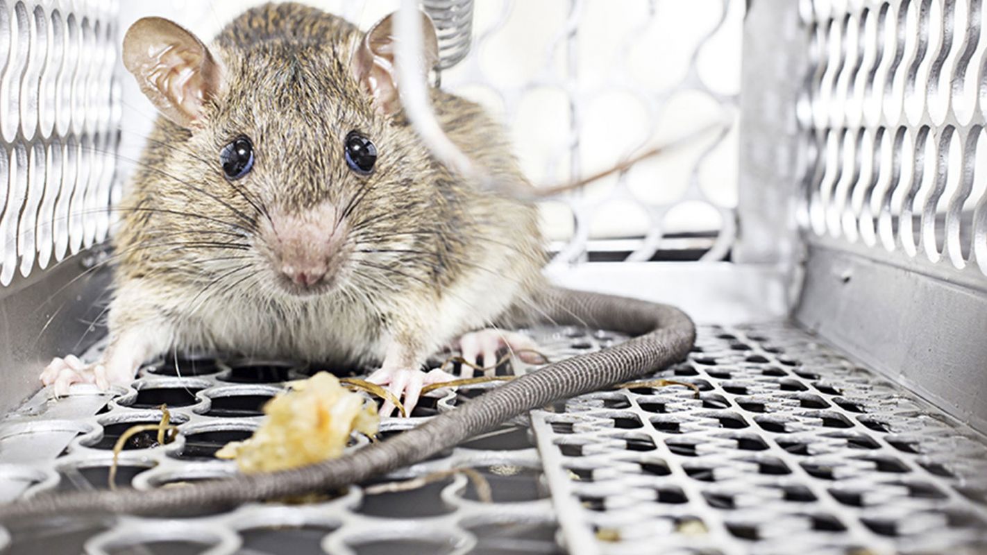 Rodent Control Services Homestead FL