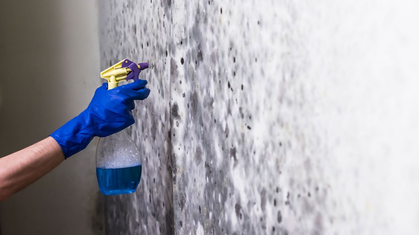 Choose Our Mold Removal Service Milford CT