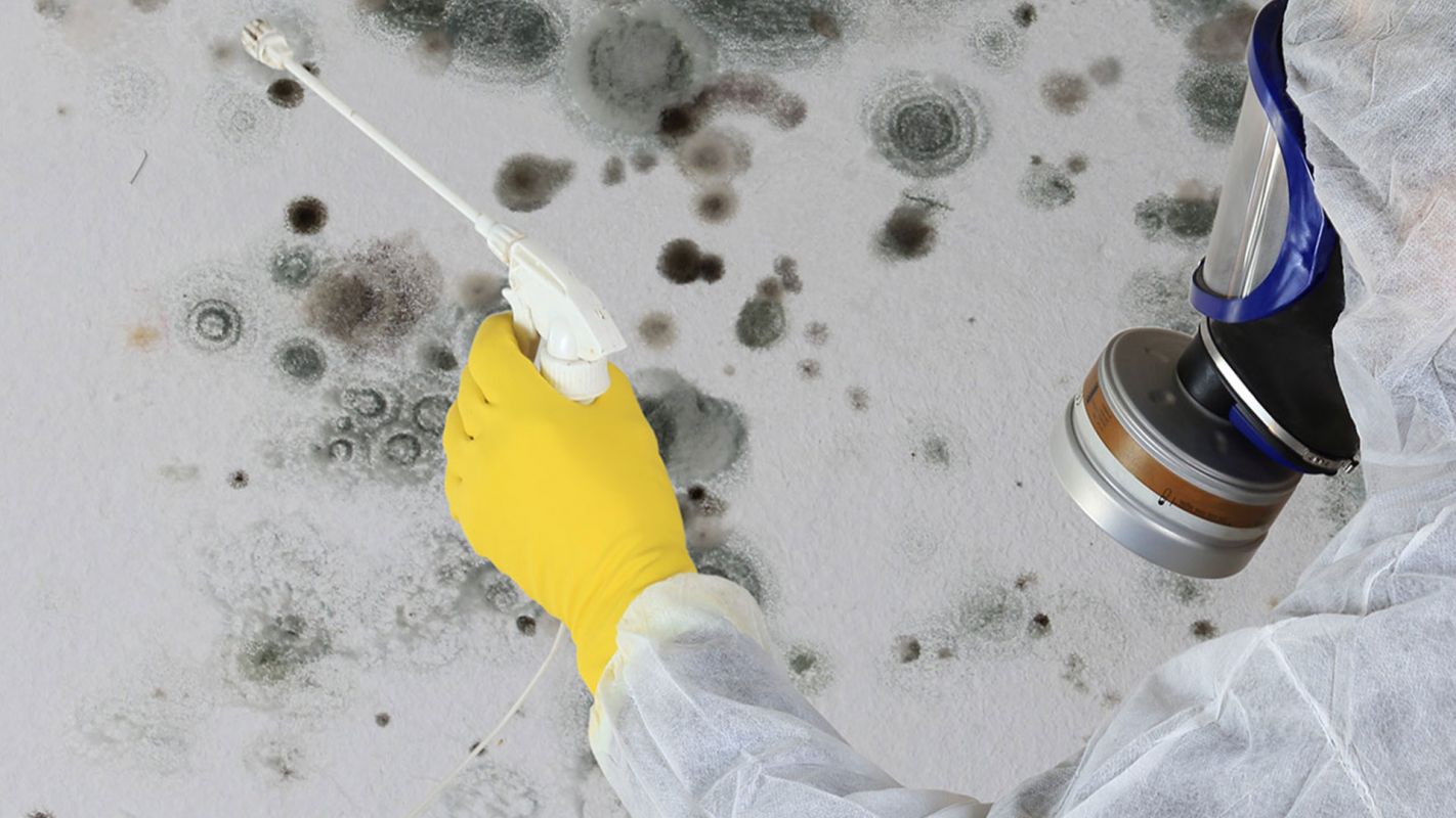 Mold Inspection Service at Your Disposal Milford CT