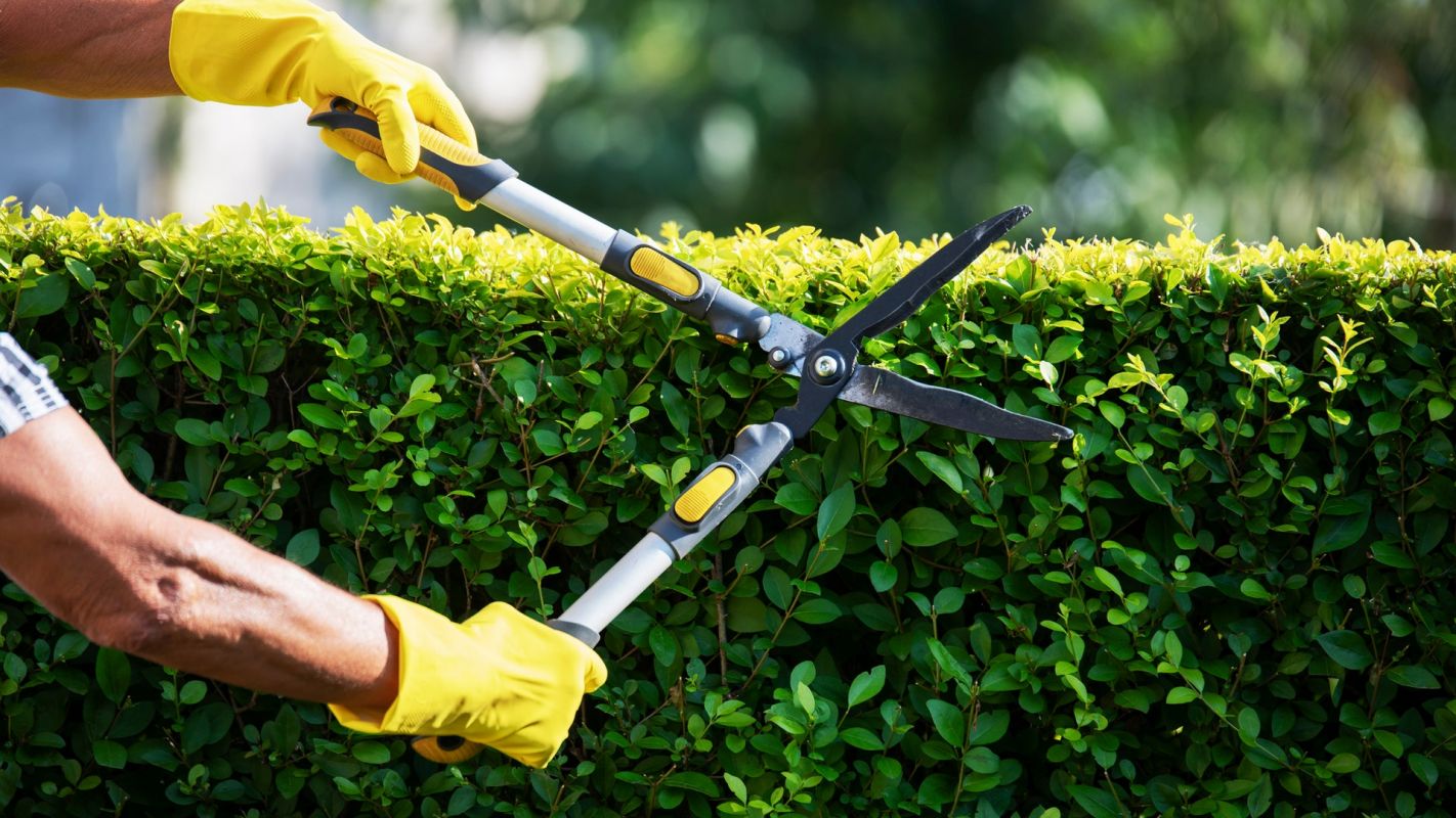 Tree Trimming Services Sacramento CA