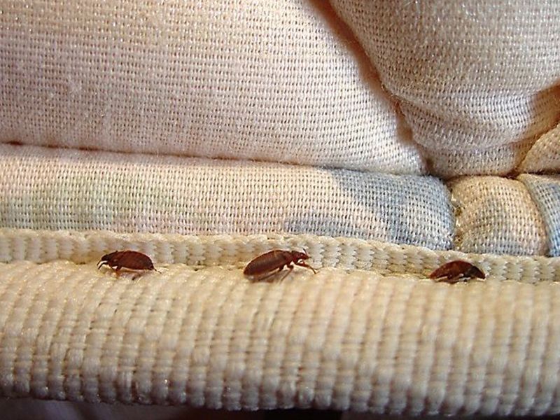 Bed Bugs Extermination Liberty Hill TX