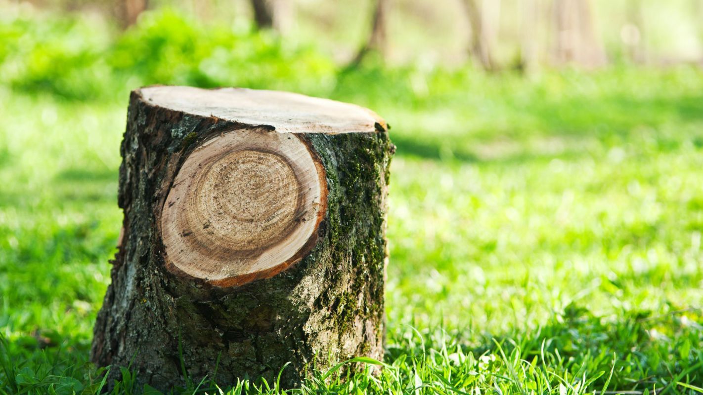 Tree Stump Removal Lancaster CA