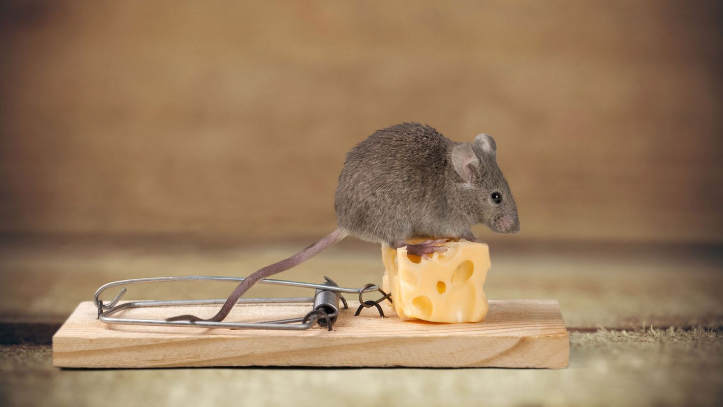 Rodent Exterminator Service Queens NY