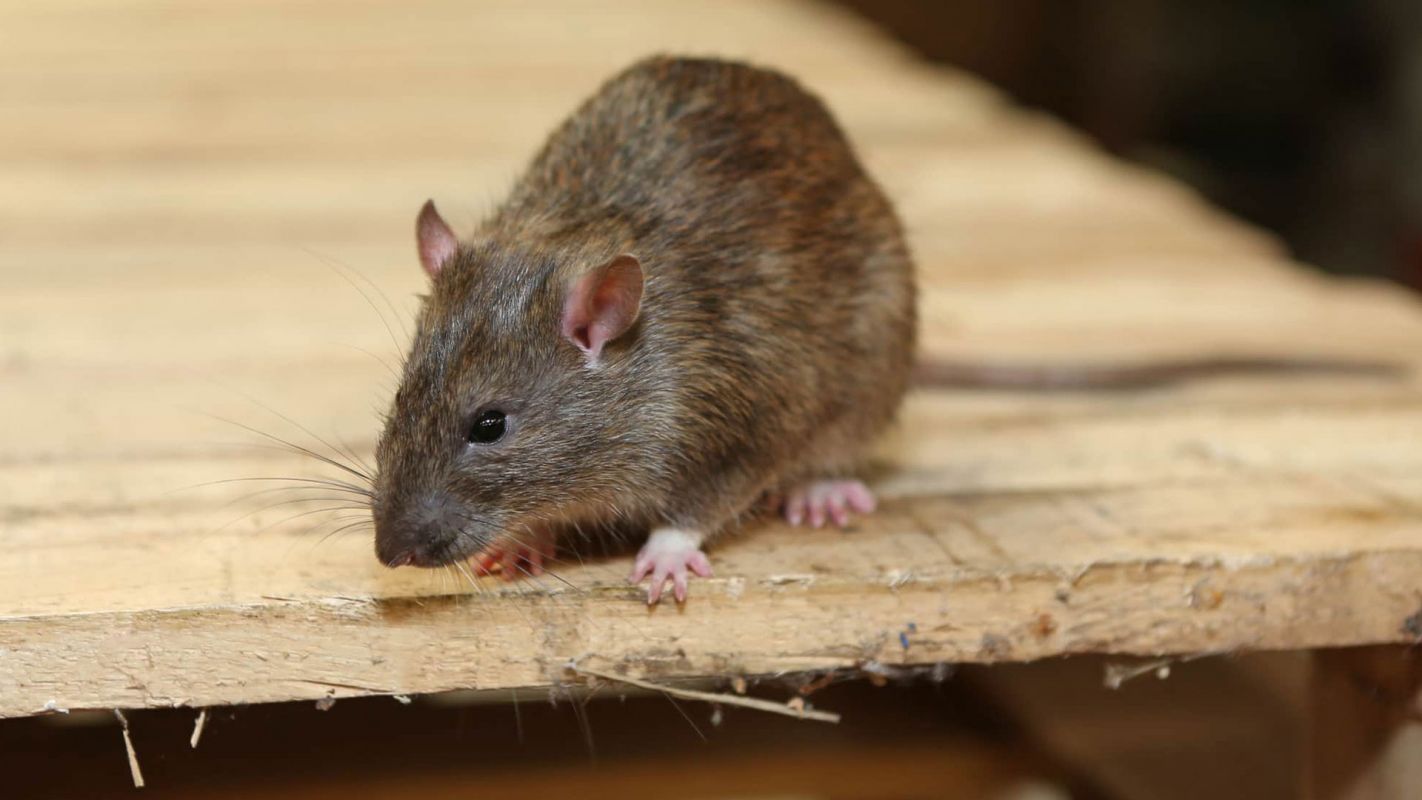 Rat Removal Service Queens NY