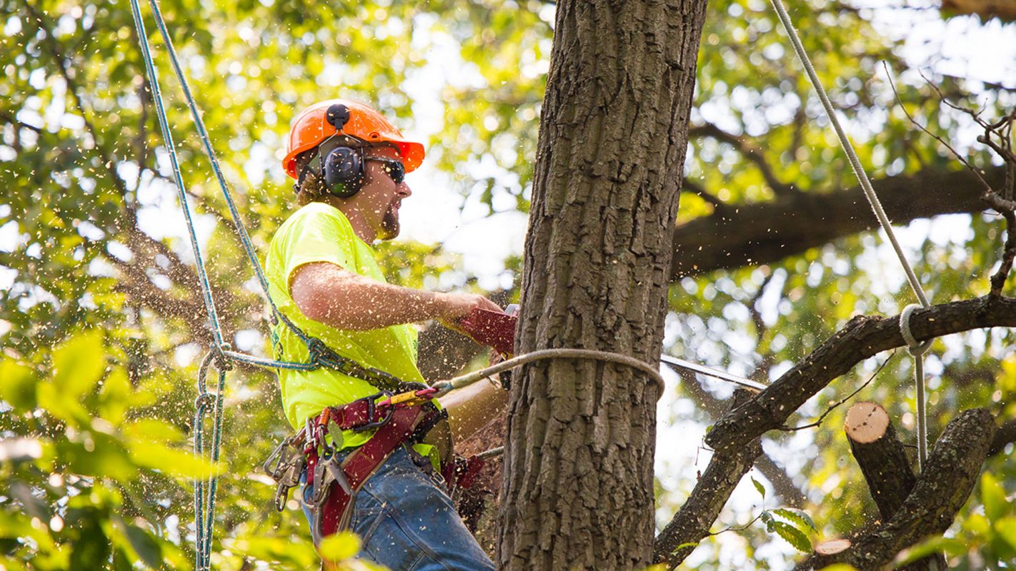 Tree Removal Services North Valley NM