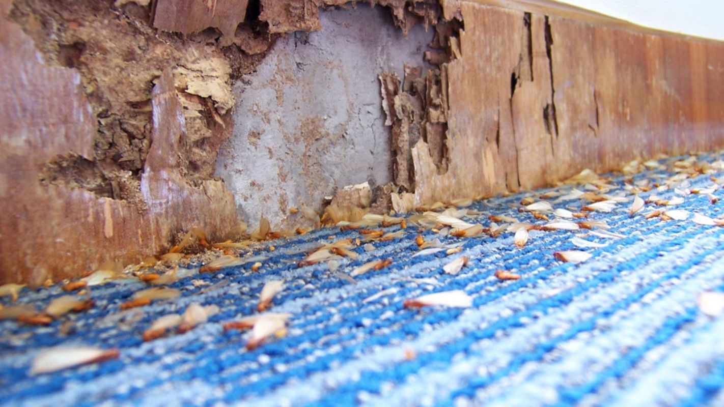 Termite Inspection Services Green Valley AZ