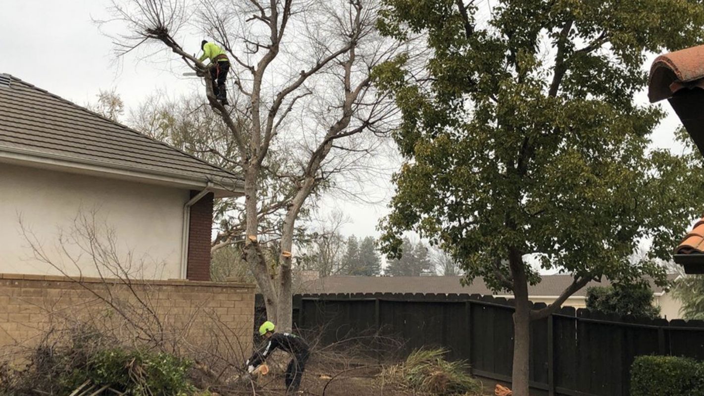 Tree Pruning Services Los Chavez NM