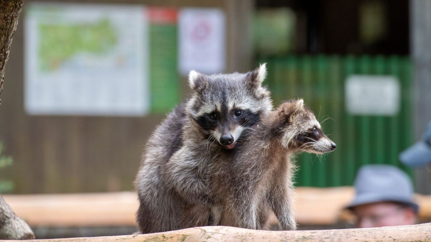 Wildlife Control Services Mason OH