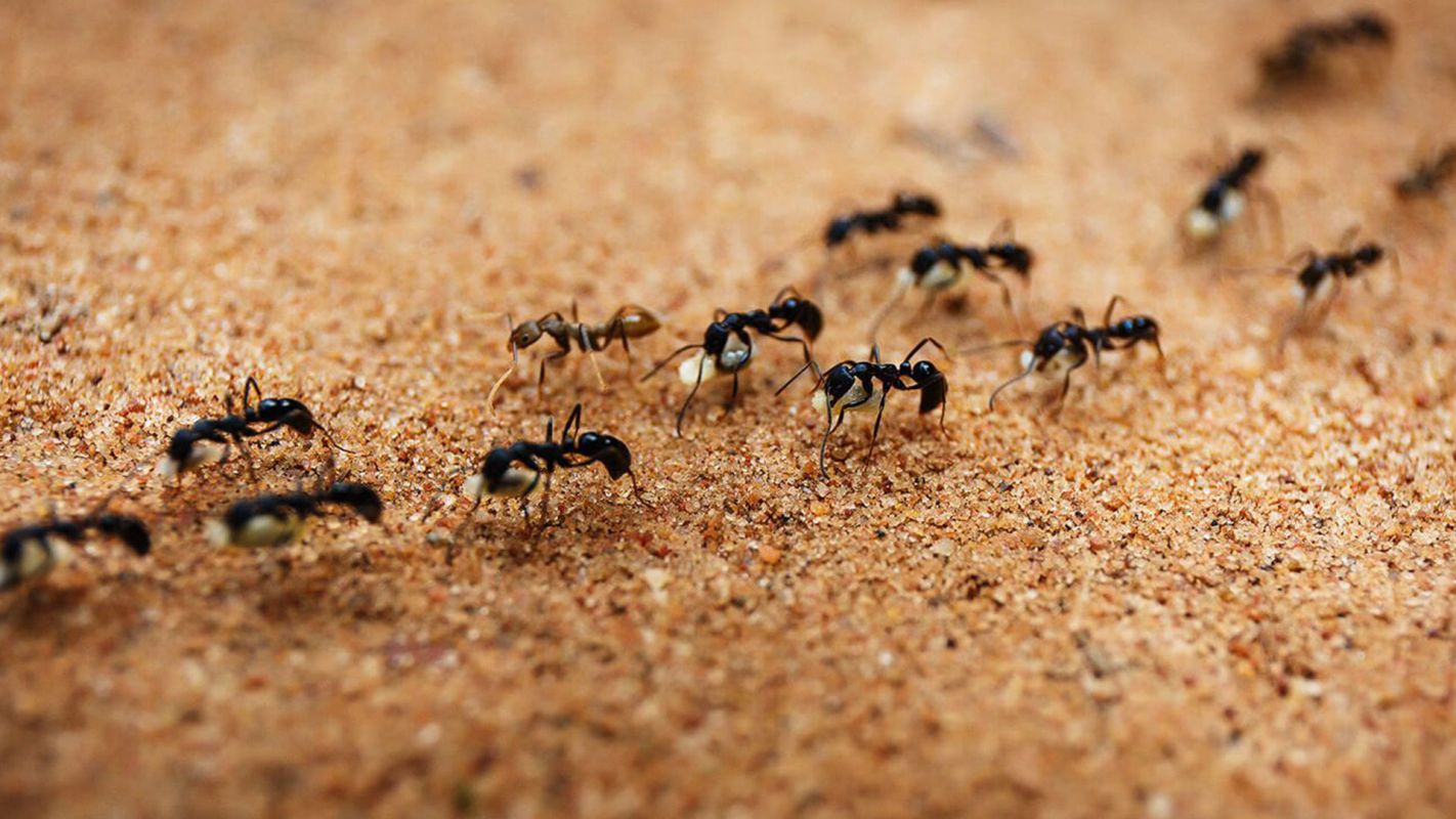 Home Ant Control Services Brighton Beach NY