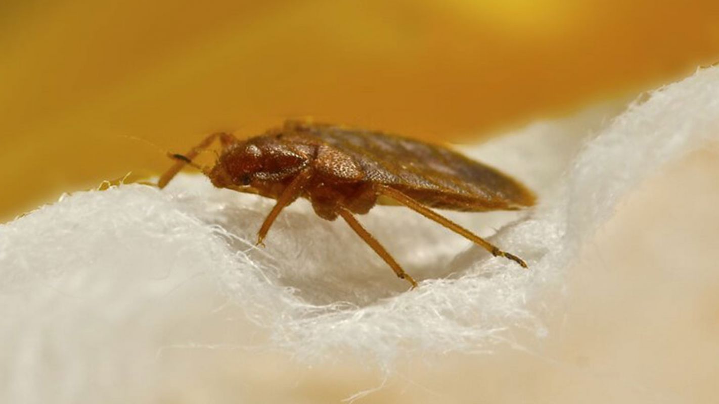 Bed Bug Control Services Mill Basin NY