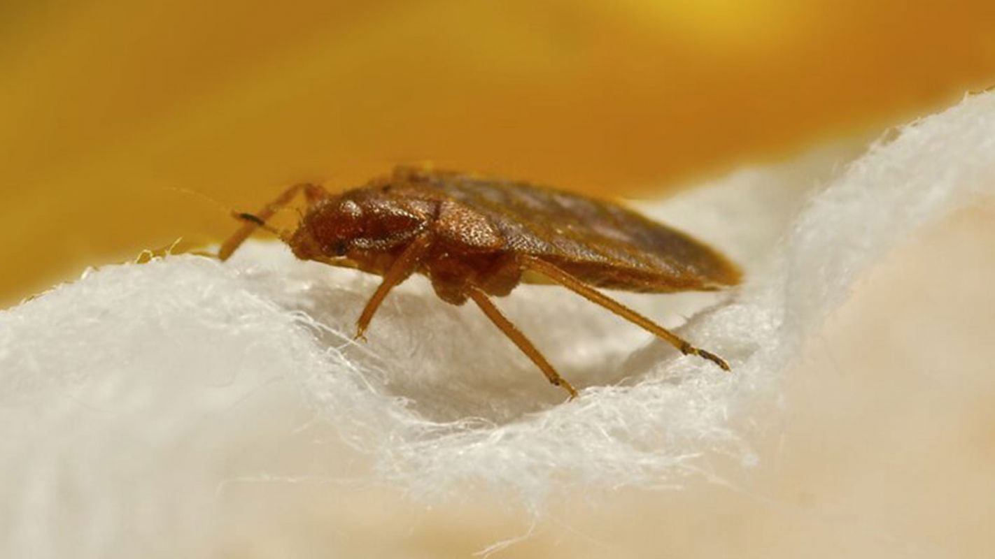 Bed Bug Control Services Canarsie NY