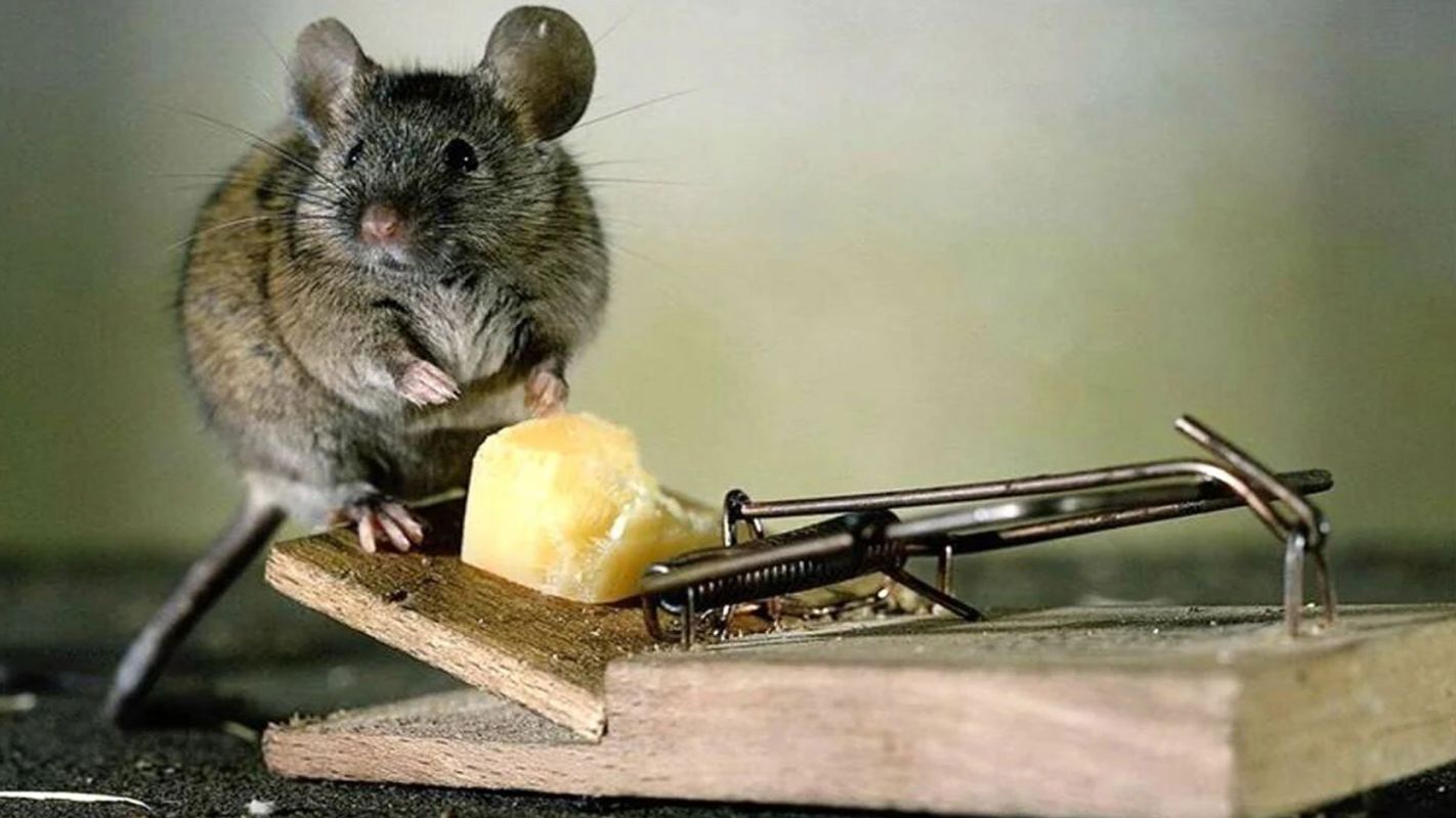 Mouse Trapping Services Carroll Gardens NY