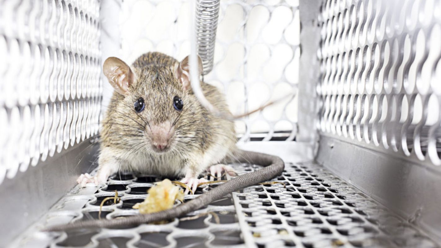 Rodent Control Services Canarsie NY