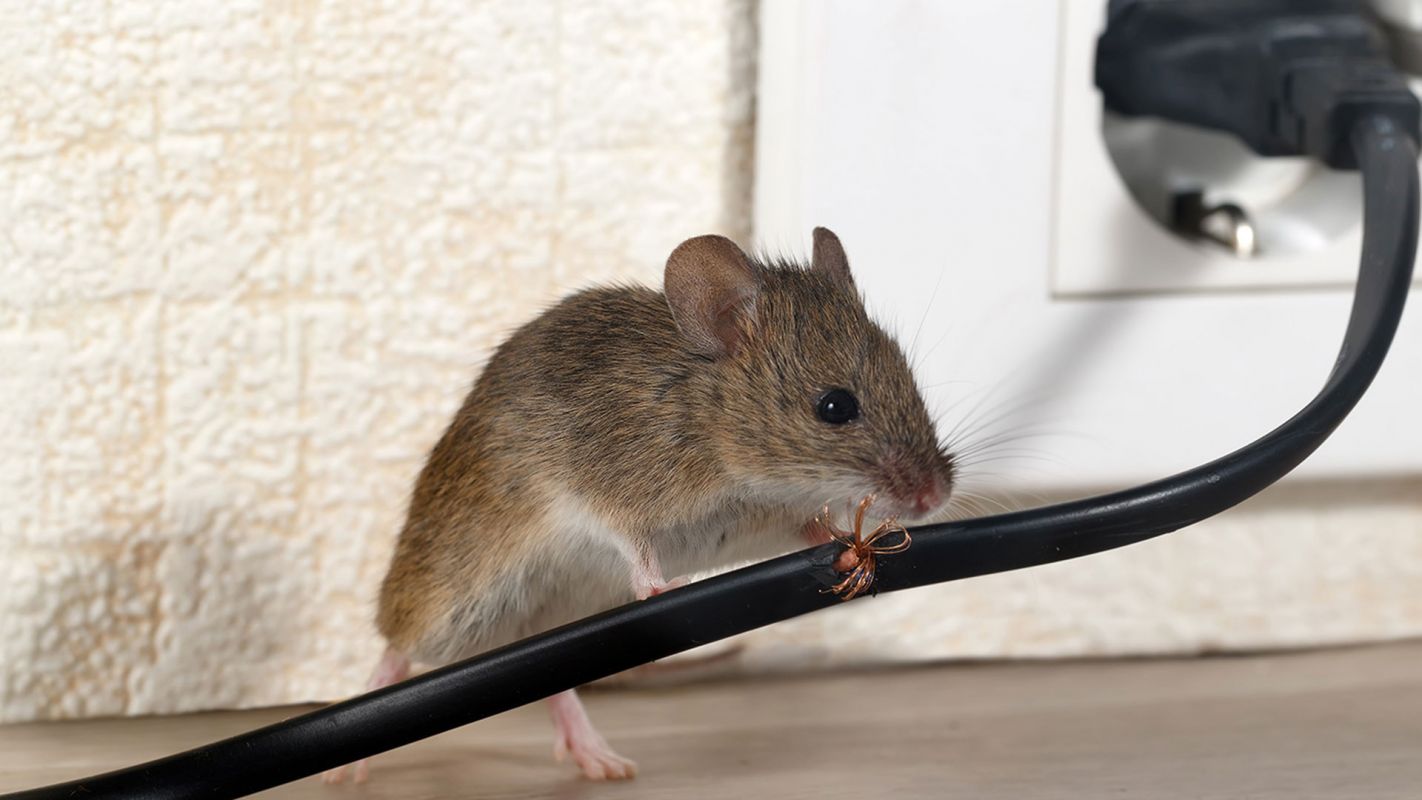 Commercial Rodent Control Services Georgetown NY