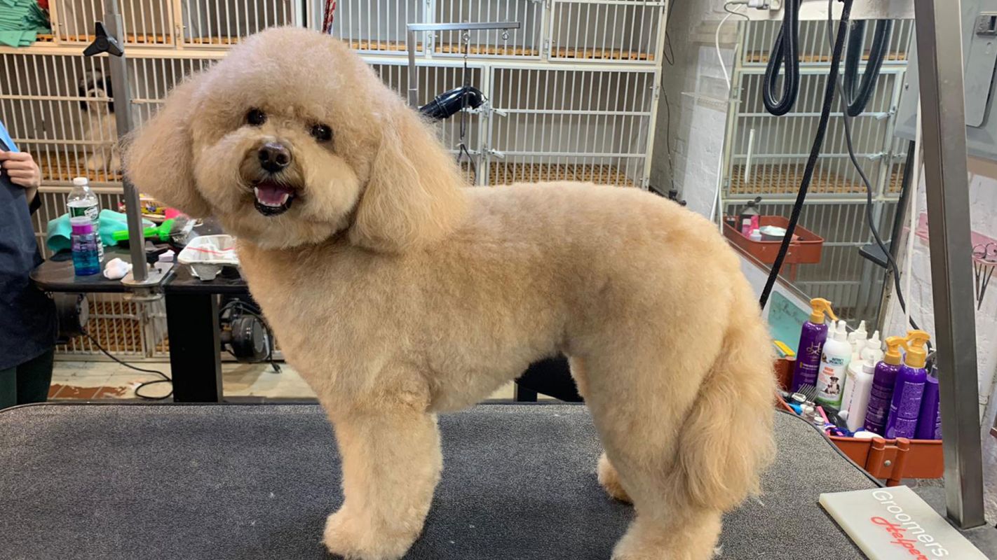 Reliable Dog Grooming Services New York NY