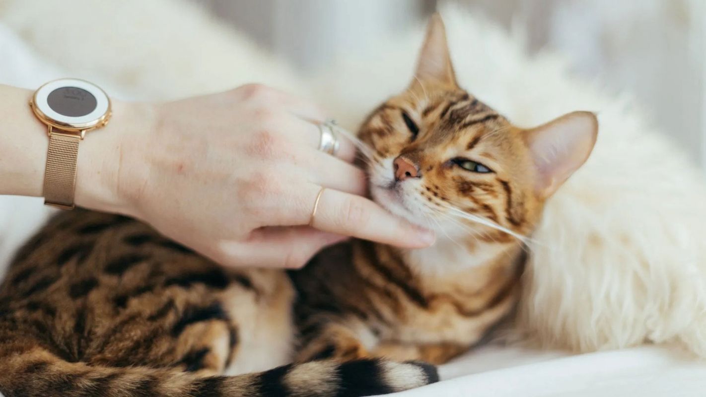 Safe Cat Boarding Services New York NY