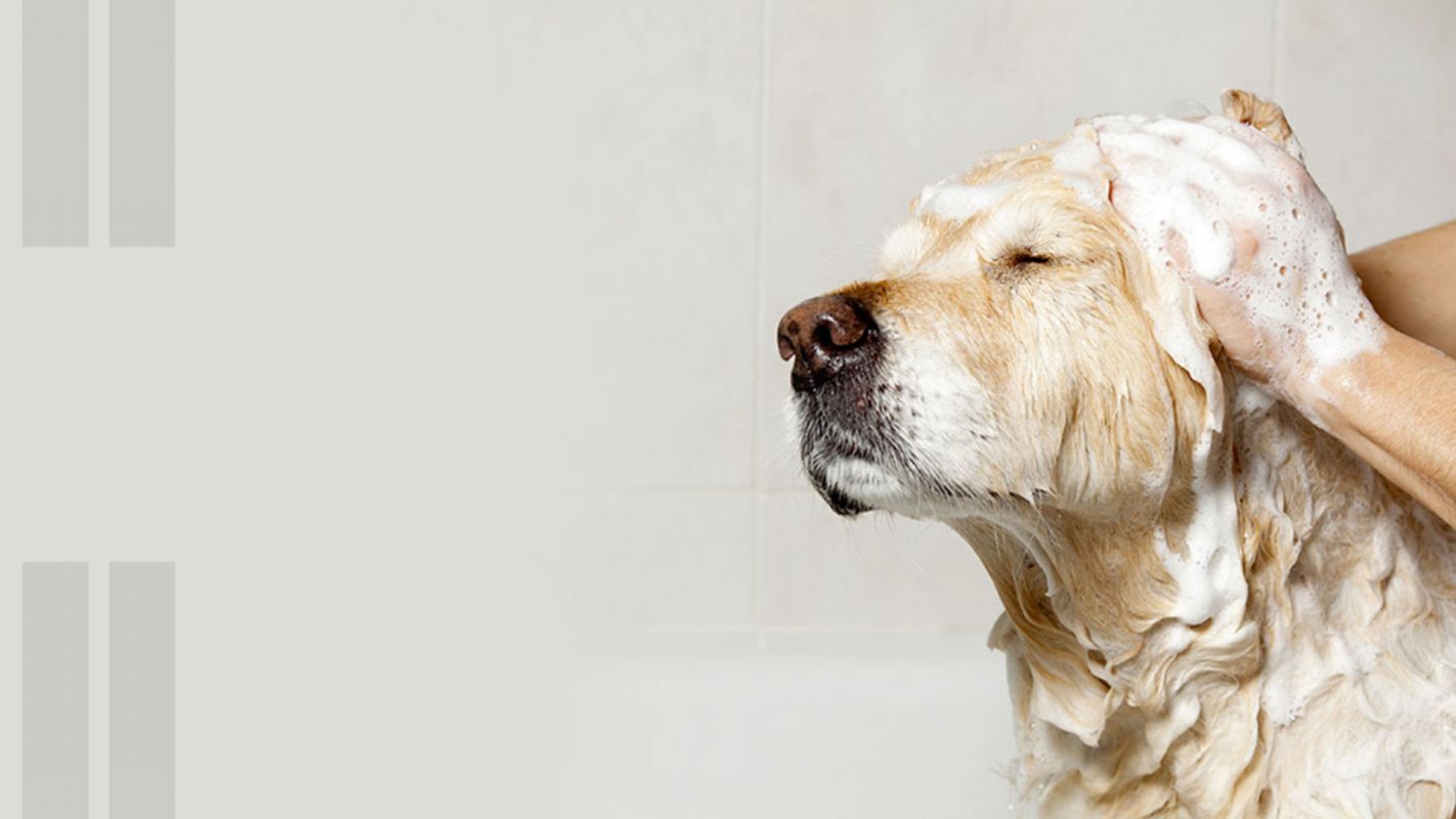 Dependable Dog Bathing Services New York NY