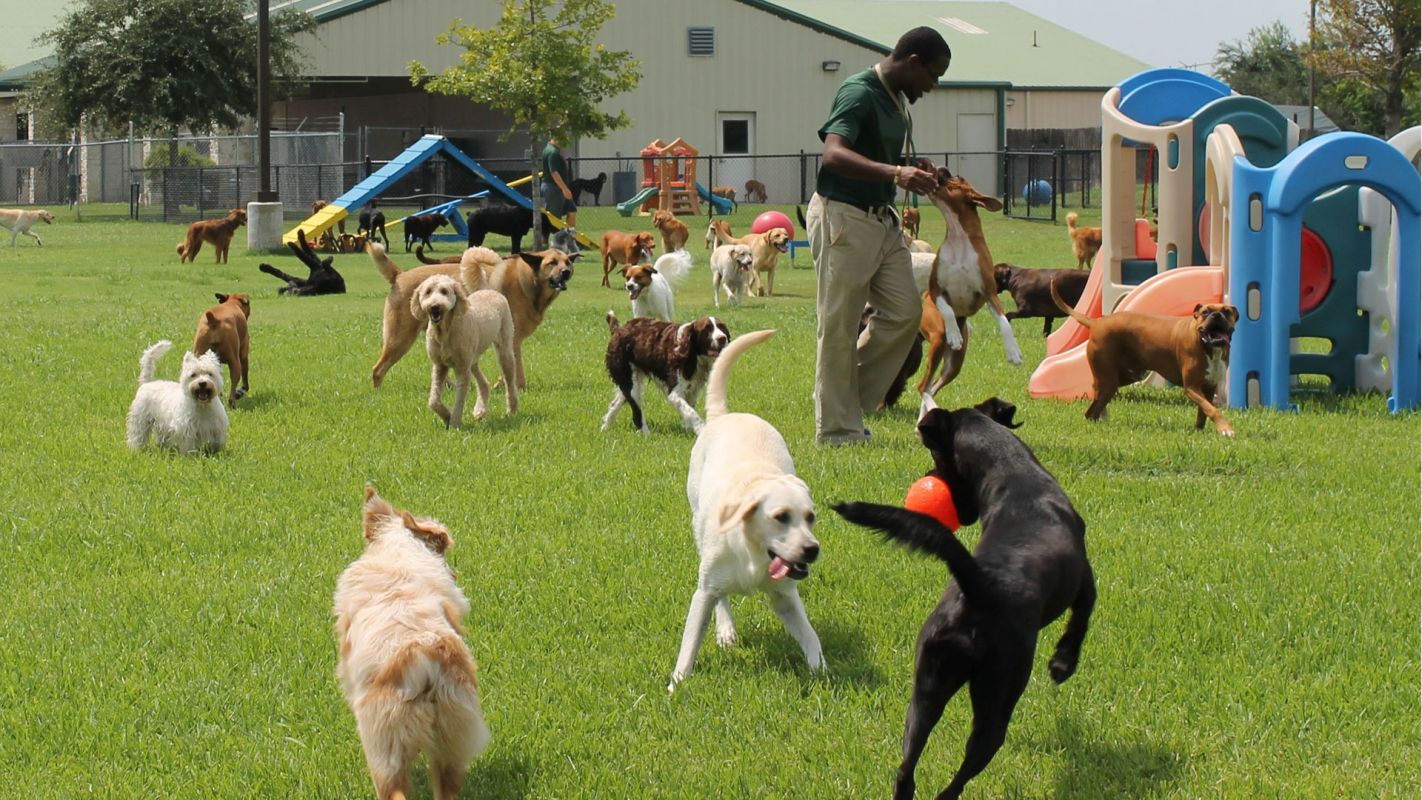 Dependable Pet Daycare Services New York NY