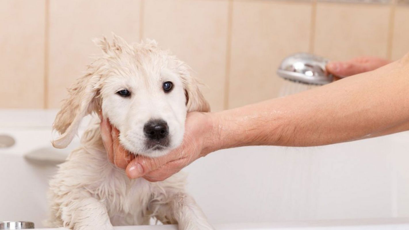 Reliable Pet Bathing Services New York NY
