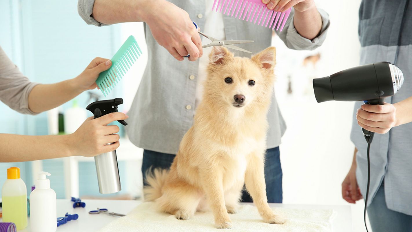 Dependable Pet Grooming Services New York NY