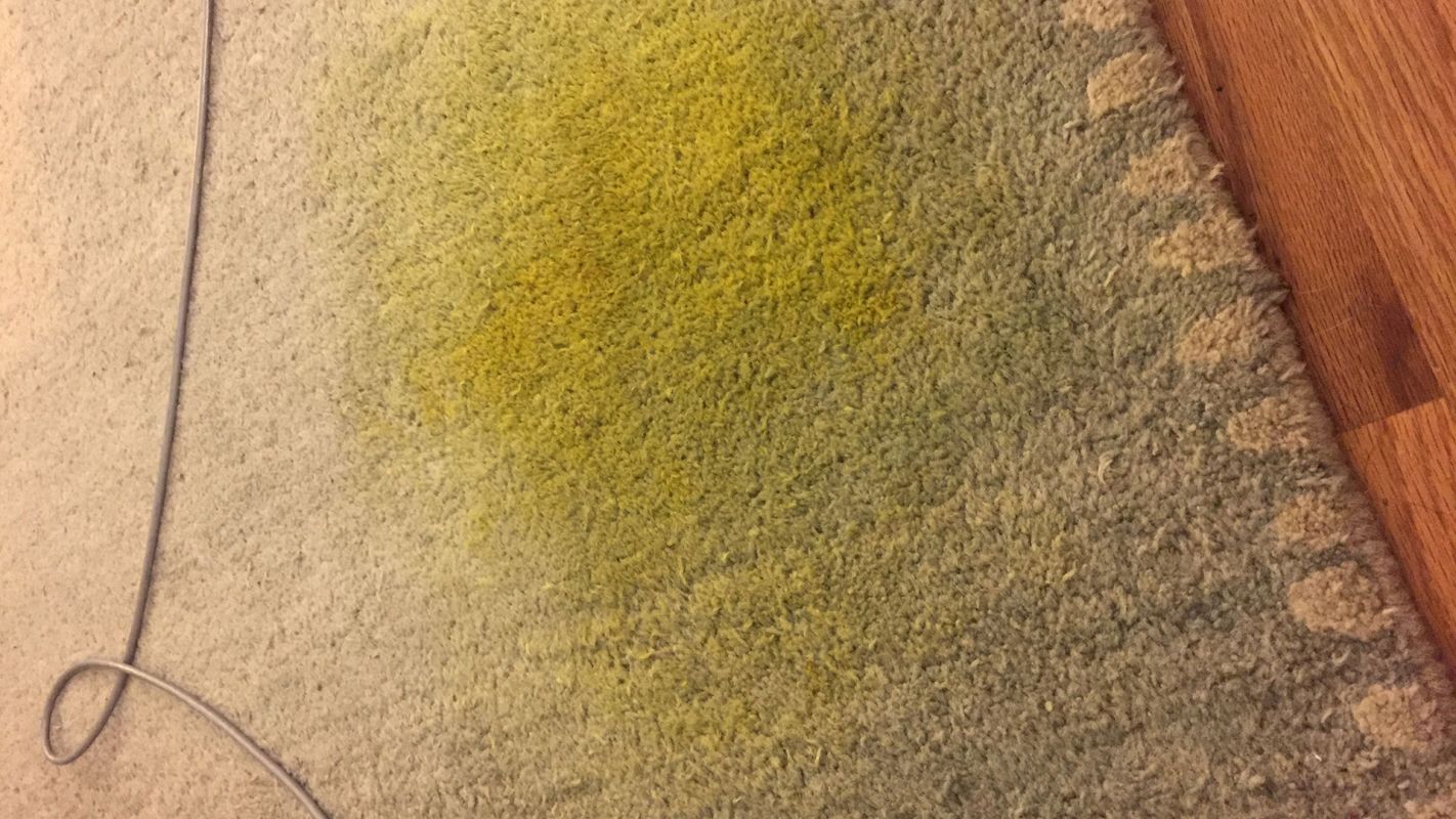 Carpet Turmeric Stain Removal Brookfield WI