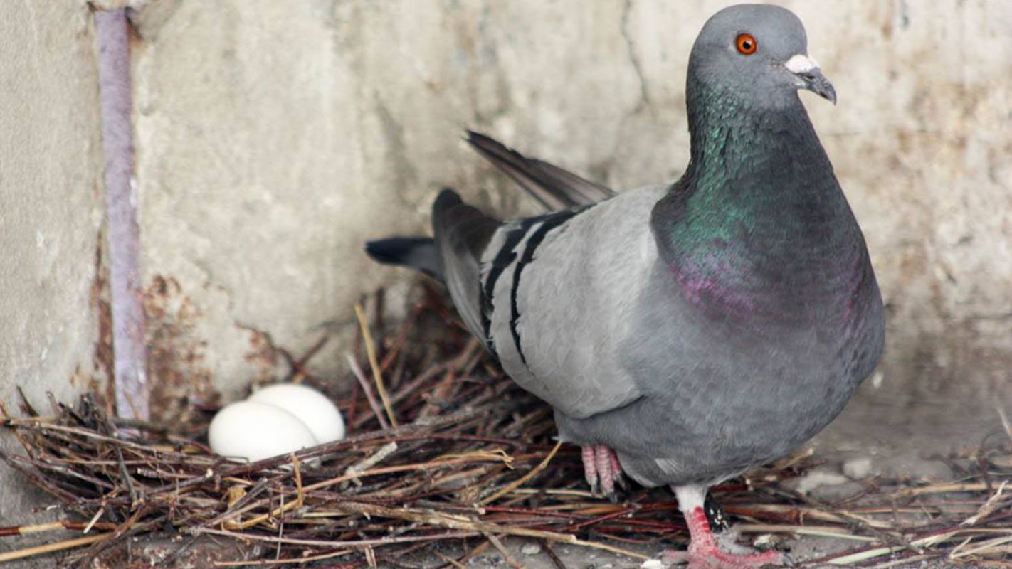 Pigeon Nest Removal Service North Las Vegas NV