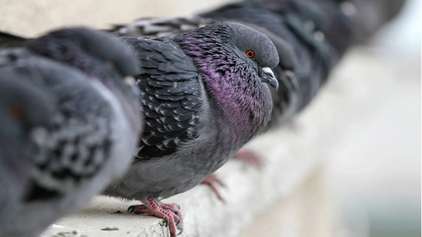 Reliable Pigeon Removal Services Las Vegas NV