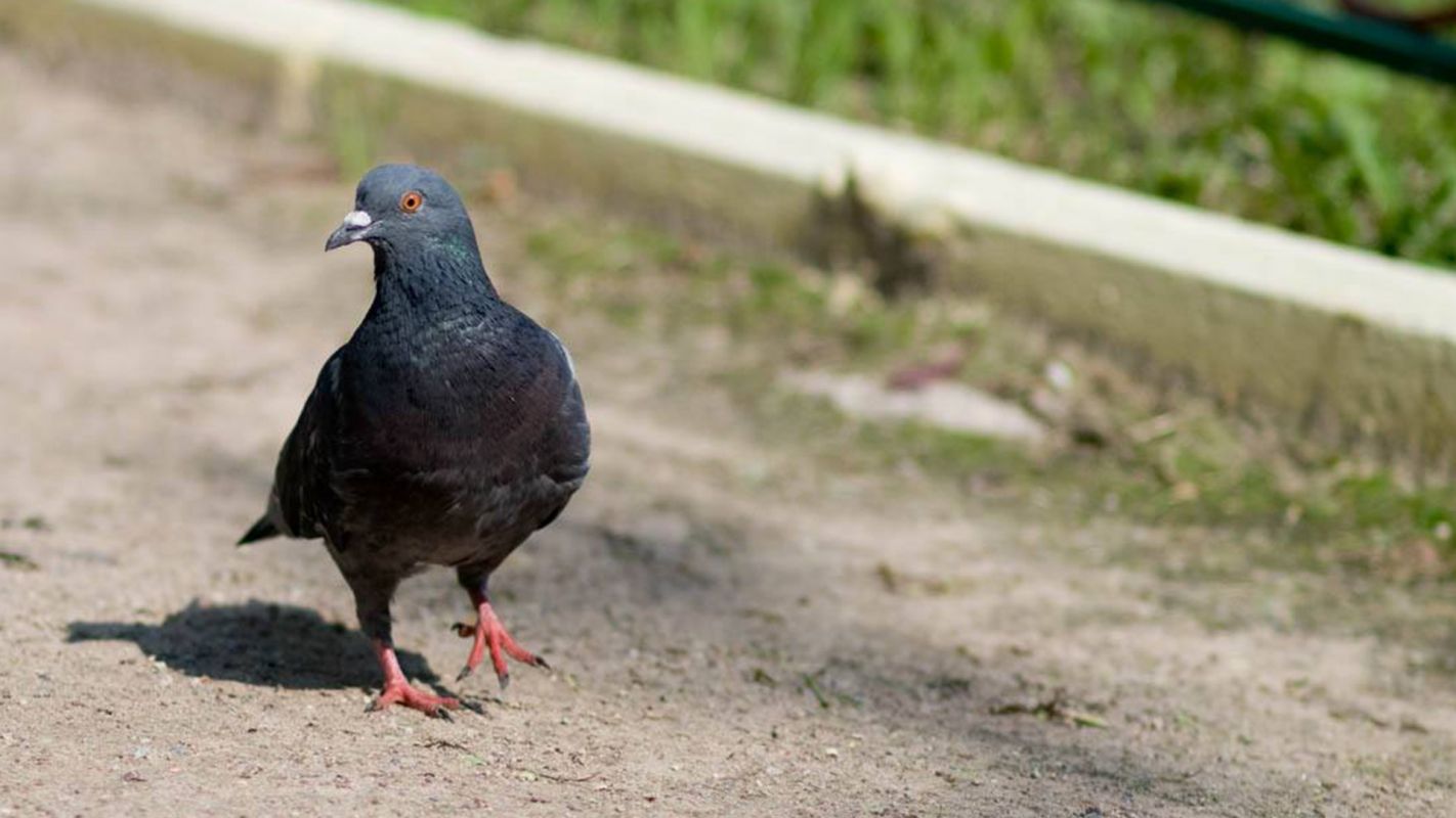 Inexpensive Pigeon Removal Services Las Vegas NV