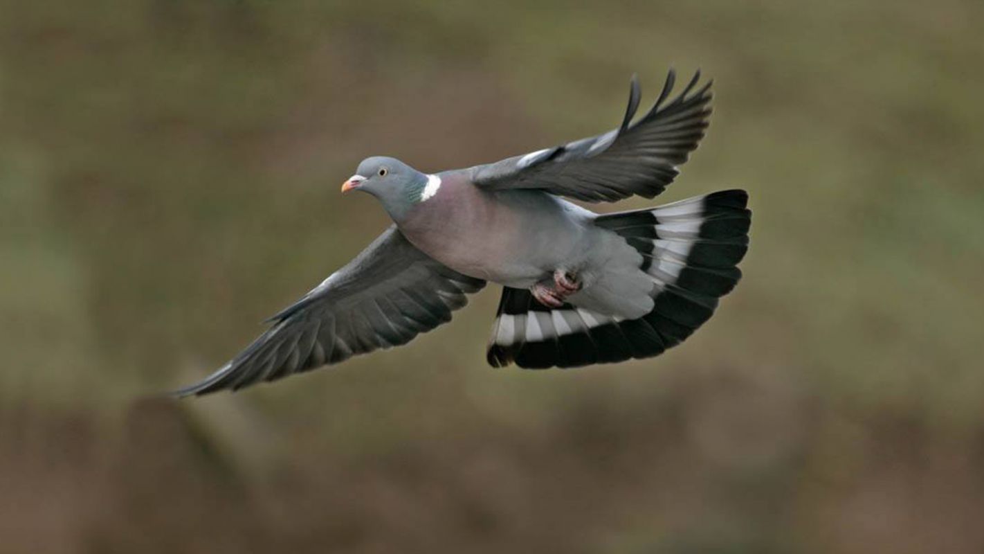 Pigeon Services that You Can’t Miss! Mountain's Edge NV