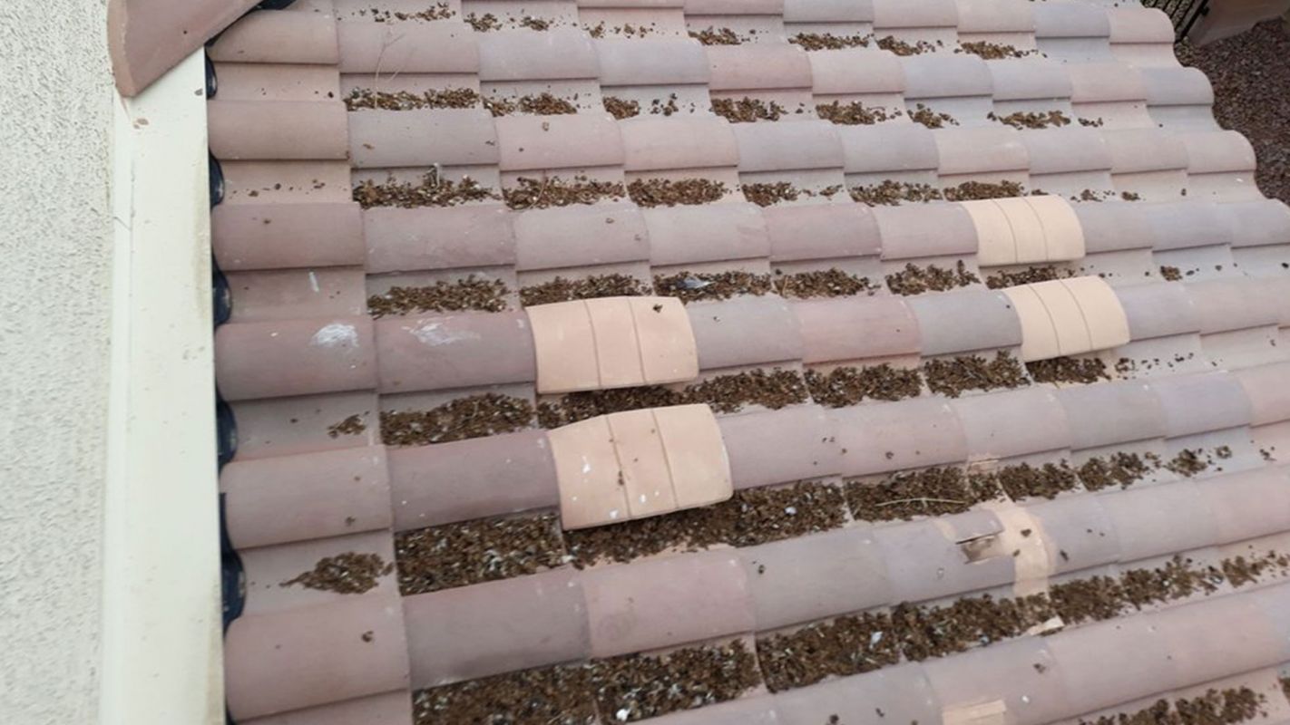 Pigeon Waste Cleanup Services Mountain's Edge NV