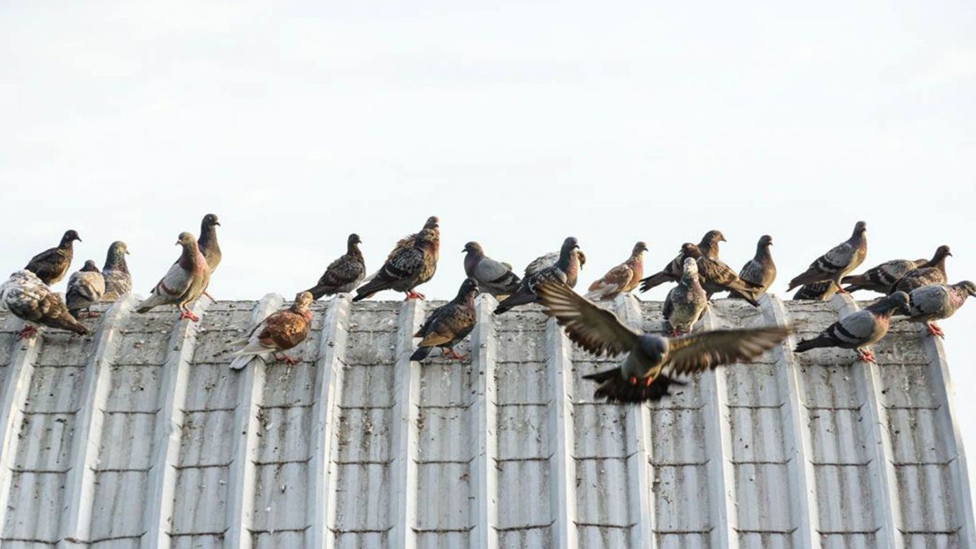 Affordable Pigeon Waste Cleanup Mountain's Edge NV