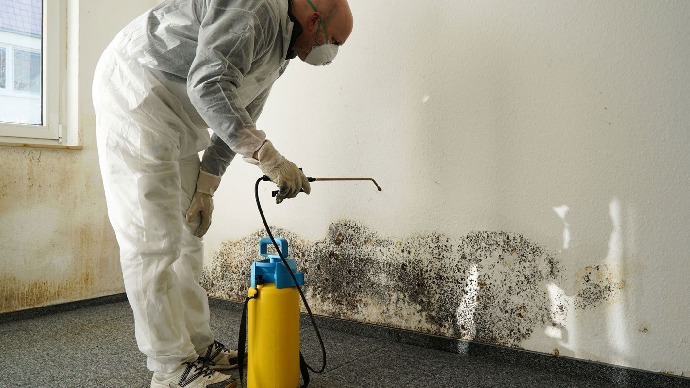 Cost-Effective Mold Removal Canton MI