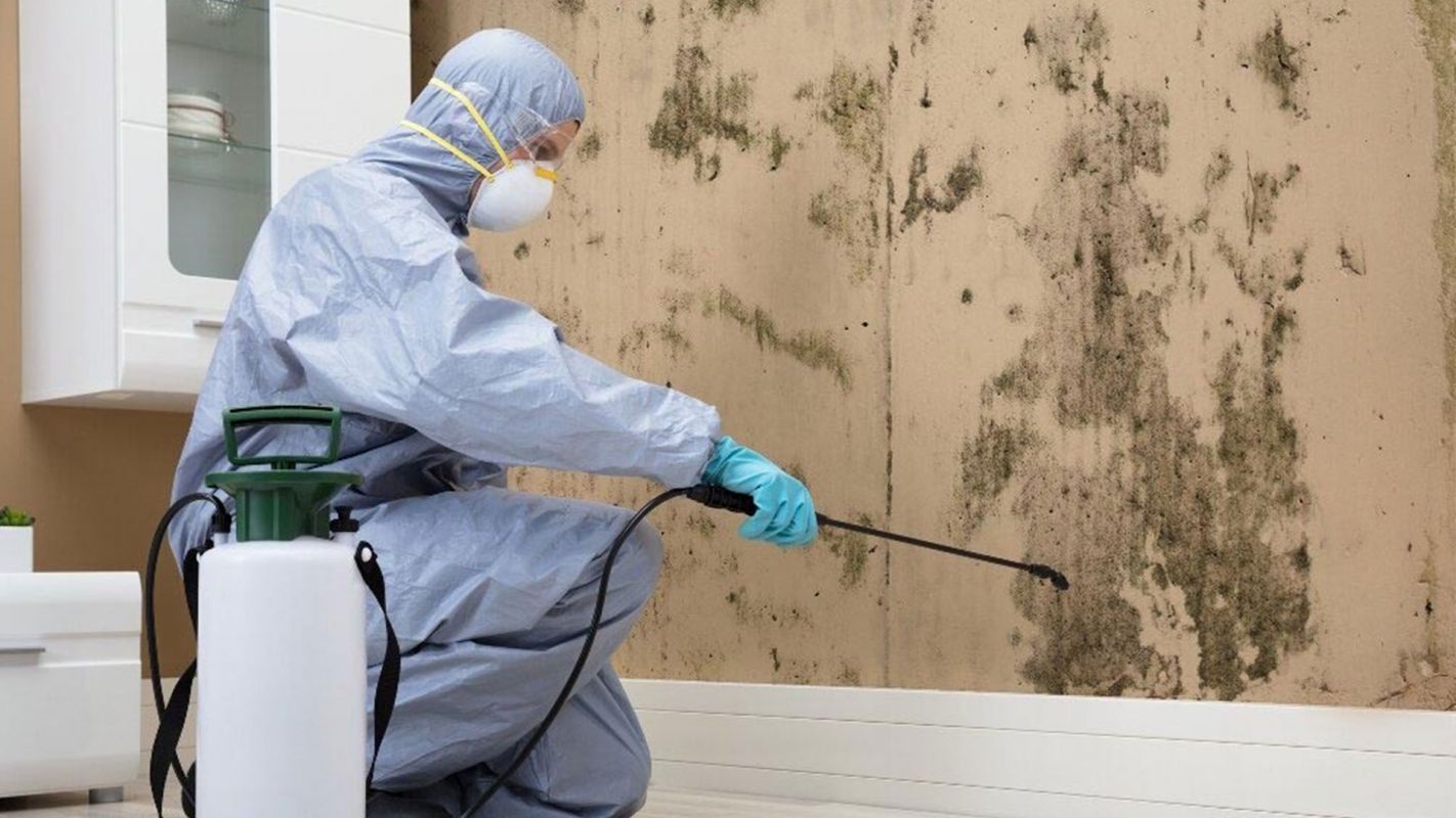 Dependable Mold Removal Services Canton MI