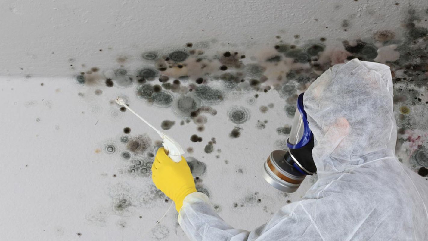 Top-Notch Mold Removal Services Livonia MI